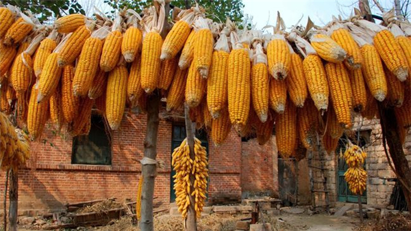 涨价潮！玉米上量偏紧，市场猪源不足，2日猪价、玉米横盘走强！