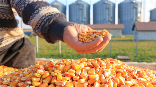 猪价、粮价大涨！21家“提价收粮”，猪价行情冲高，还能涨多少？