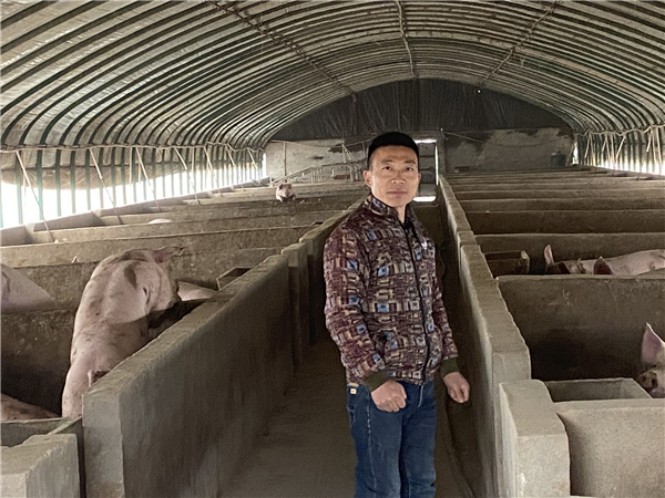 开封养猪 “开挂”人生