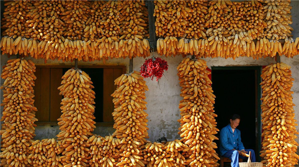 猪价、粮价预警：3月5日，玉米走跌，猪价一片绿，下跌潮来袭？