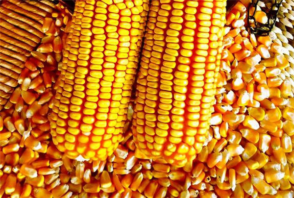 玉米越控越涨，1.6元阵地“兵临城下”！为啥粮贩子却有些心慌？