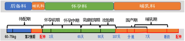 能繁母猪七阶段循环饲喂法