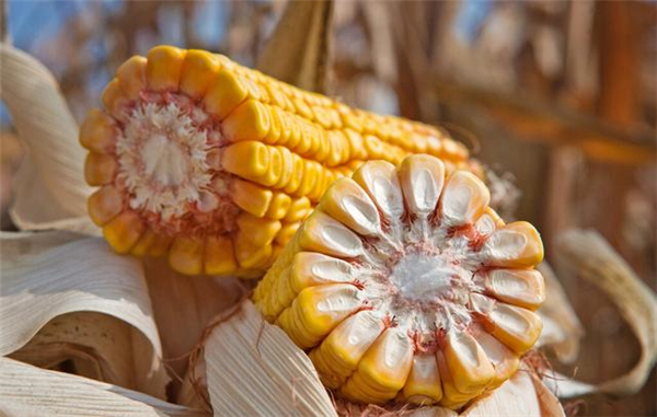 2021年生猪价格连续下跌，能否落到7到10元？会推动玉米大涨吗？