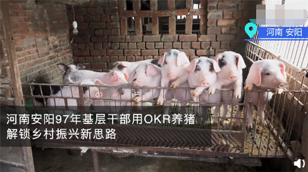 河南安阳97年基层干部用OKR养猪！网友：这猪看起来都眉清目秀的