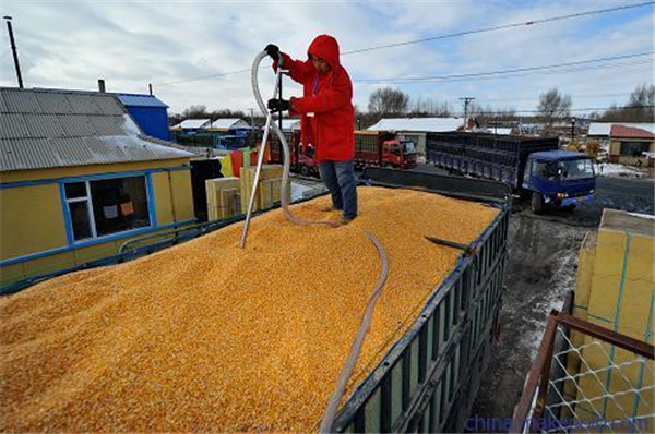 抢粮潮退去！玉米市场“谁在裸泳”？会大跌？猪价会回到8元吗？
