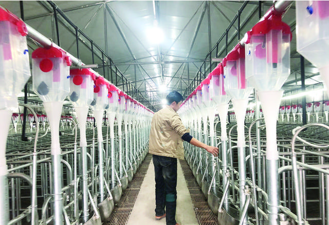 年出栏生猪将达3万余头！郭村镇生态养殖场项目本月建成投用