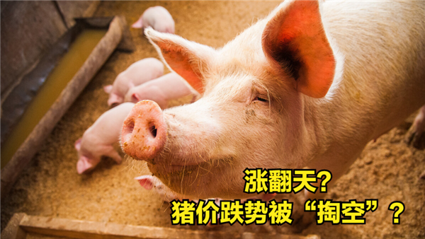 猪价跌势被“掏空”，行情窄幅飘红，涨价潮提前猪价要涨翻天？