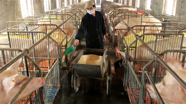 中国养猪网