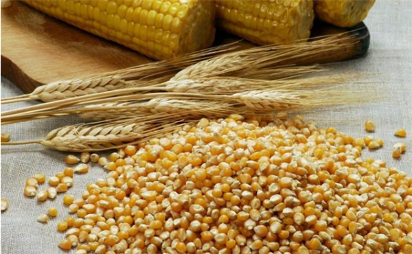 今天东北风雪起，玉米好消息终于等风来！