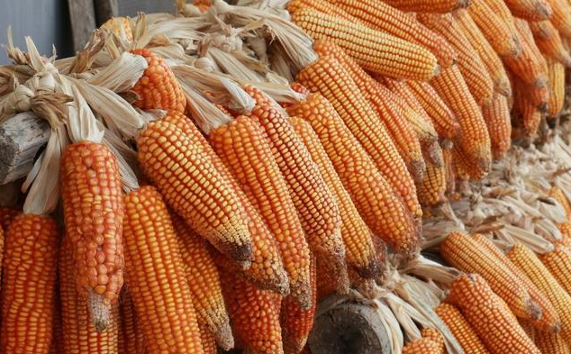玉米大跌150元，跌到1.3元？2个消息来袭，玉米即将涨价？