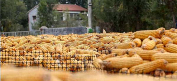 山东率先反涨，玉米要触底反弹了？高兴得太早了！