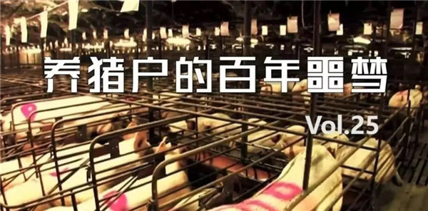 血淋淋的案例！非洲猪瘟，我作为养猪人的一生噩梦！