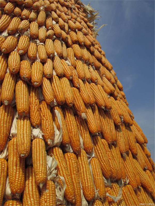 玉米涨跌互现，深加工匆匆下调价格