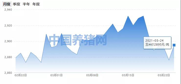 玉米行情有所回暖！市场进入供需平衡阶段！