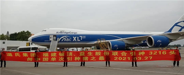 3216头种猪空降福建！刷新全国种猪引进纪录