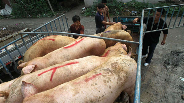 猪价大幅下挫，强抑猪价下跌的“罪魁祸首”，屠企却也有苦难言！