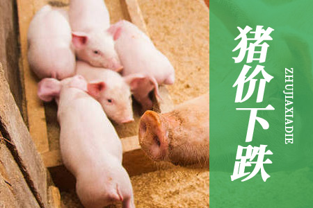猪市转“熊”，猪价再“跳水”，猪价报复性上涨呢？附28日猪价！