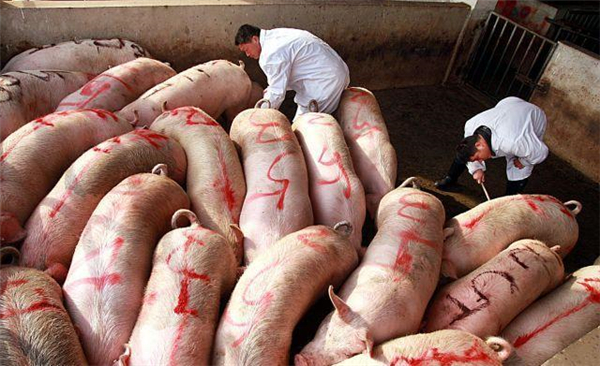 3月29日：猪价跌惨！鸡蛋“趴窝”！玉米要跌回1.3元？