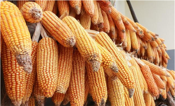 玉米市场会不会一直消极下去？