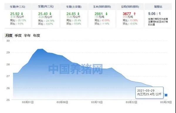 中国养猪网