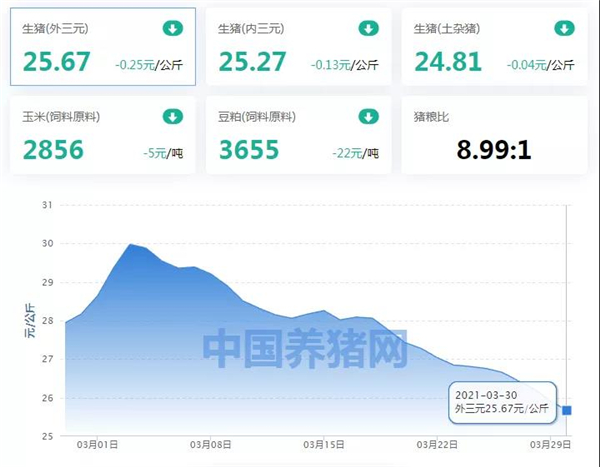 3月30日猪价：猪价又近乎全线走跌！养殖户该何去何从？