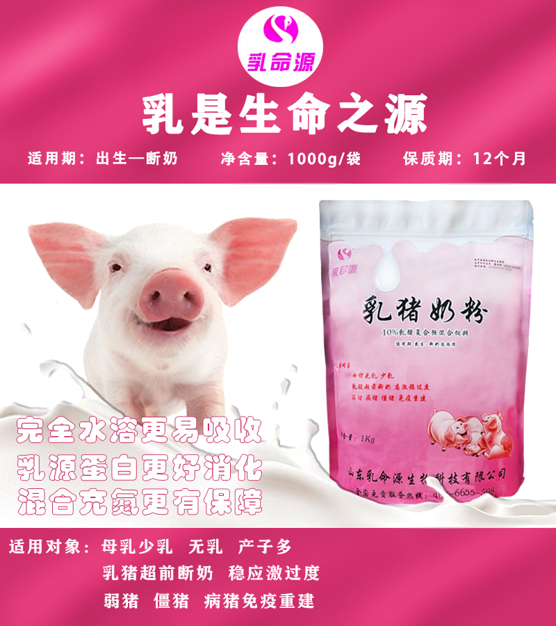 乳猪奶粉什么时候可以喂小猪