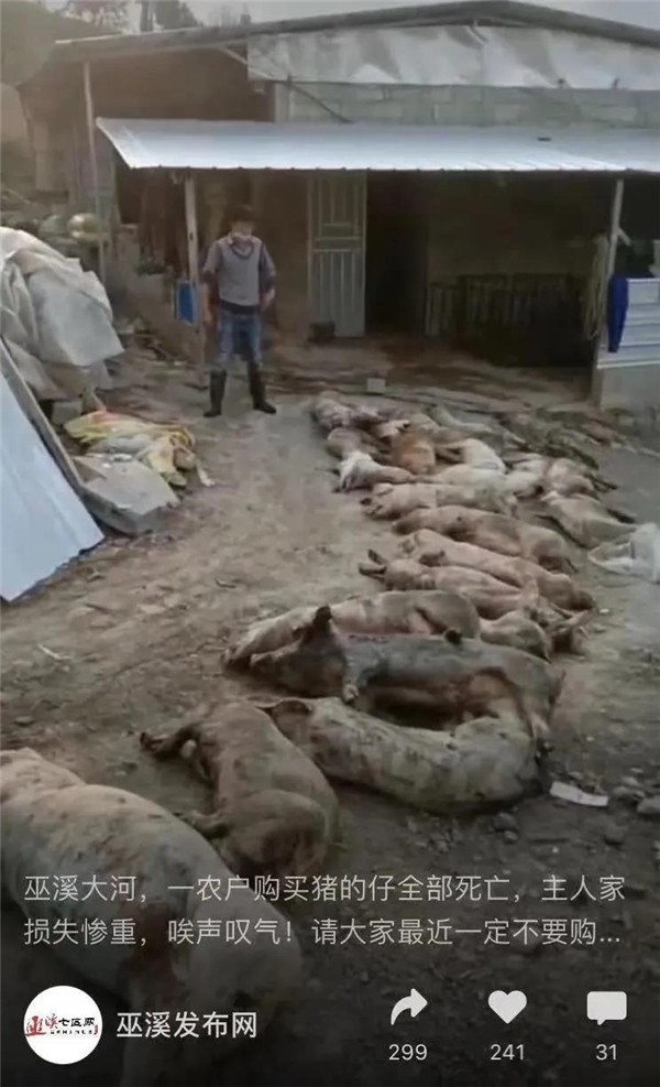 春季补栏需警惕！三省份养殖户购入仔猪两天内全死光，已有数十家中招！