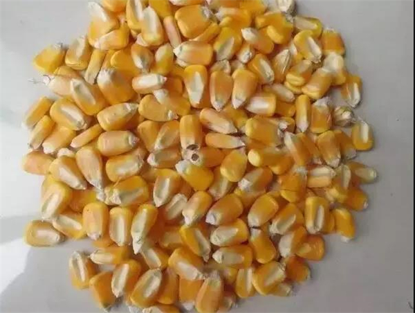 玉米价格断崖式下跌，小麦公告影响大，您还敢抄底？