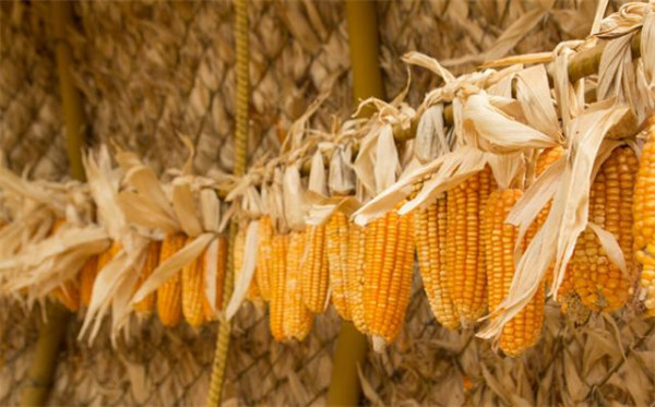 山东玉米止跌反弹！