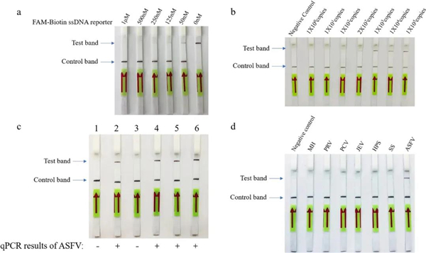 新技术！武汉大学开发出非洲猪瘟快速检测试纸条，简单、可靠、成本低！