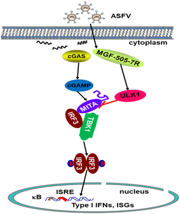 最新研究：非洲猪瘟病毒在抑制天然免疫机制和致病性方面取得新进展