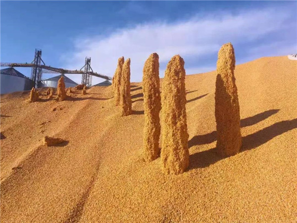 玉米市场拐点临近，“青黄不接”的机会来了