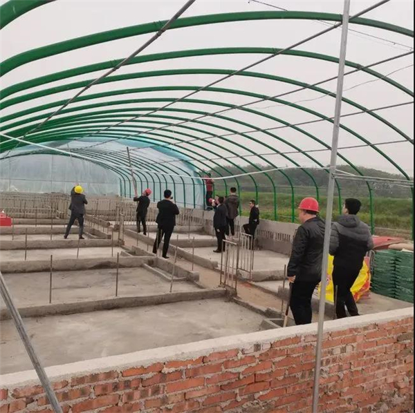 养殖户违规搭建大棚养猪？拆！