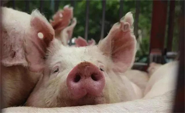 豆粕人：现在，豆粕到底是怎么了？