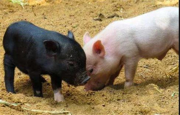 种猪“黑马”！银发牧业能繁母猪超30000头，从饲企转型为农牧集团它探索了12年‖匠心种猪