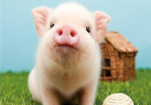反思！猪周期下半场：如何有效平抑？