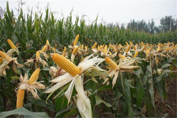 怎样看待今年的新季小麦市场?