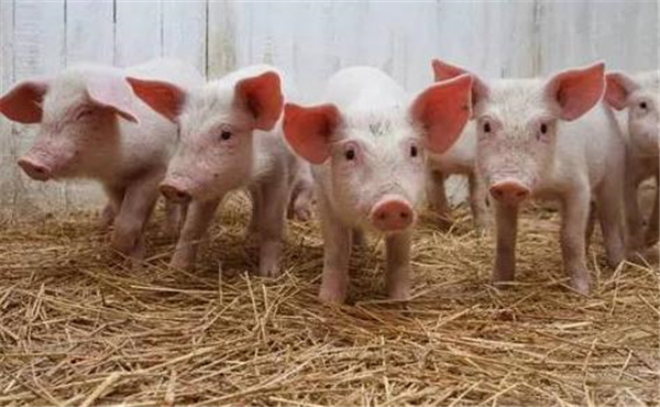 商务部称猪肉价格11周累计下降18.8%，上市猪企4月销售数据略显低迷