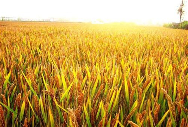 玉米价格下跌了，你担心吗？