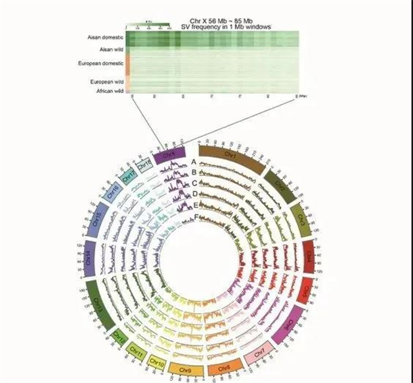 我国科学家绘制出高精度亚洲猪参考基因组图谱！助力本土猪种质资源保护和开发利用