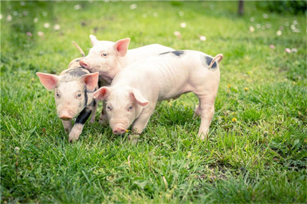 猪价低，谁赚钱？大批屠宰企业退出市场，双汇为何一年跌4成？