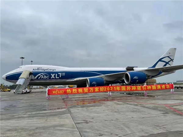 打好生猪种业翻身仗 眉山东坡区首次直接从国外引进优质种猪1030头