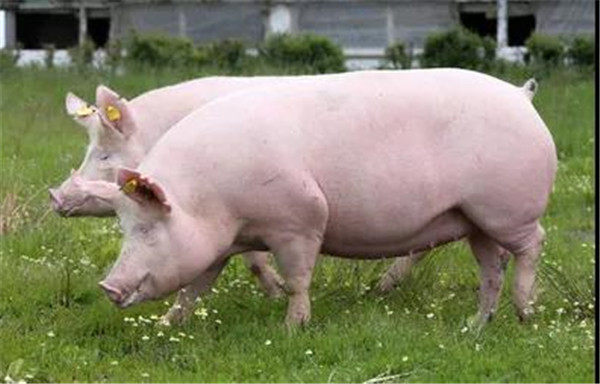 猪价濒临成本线，饲料涨幅却高达40%，养猪业的转折在哪里？