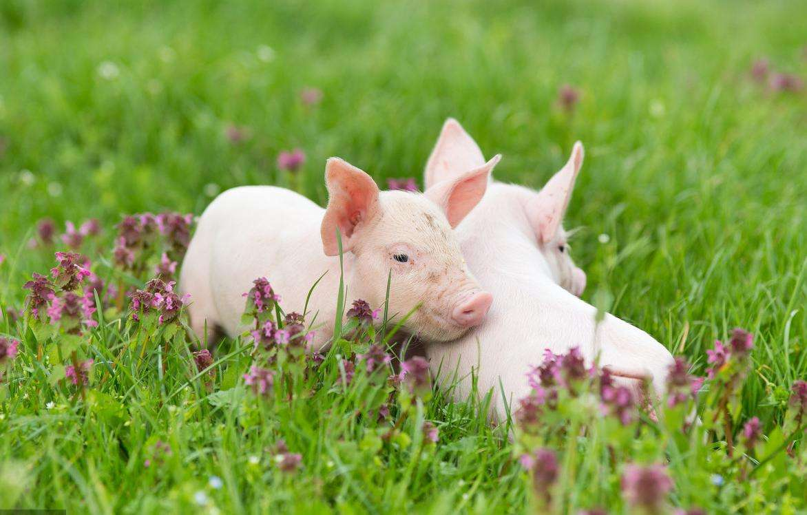 好消息！中国团队研发出一种全新生猪疫病防控模式，生猪养殖预防成活率达95%！