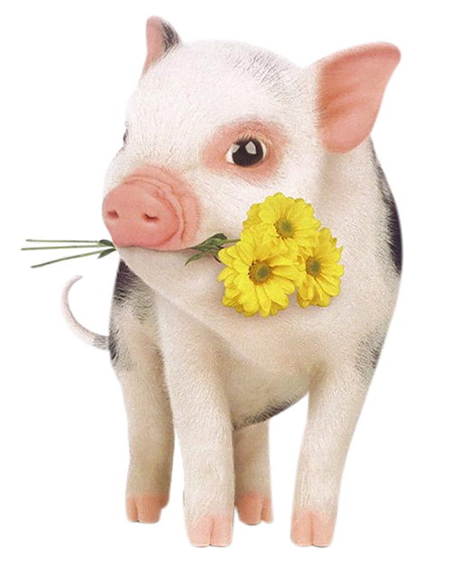 猪肉消费下降了多少？