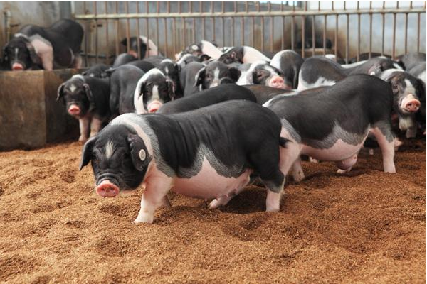 玉米、豆粕价格“不温不火”，6月都在等待新刺激？7月必涨？