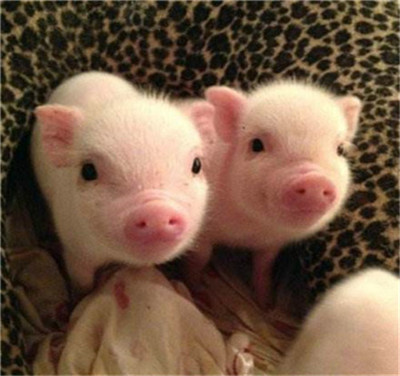 一大波美国玉米正运往中国！玉米价格还得跌？豆粕“大行情”还需再等等