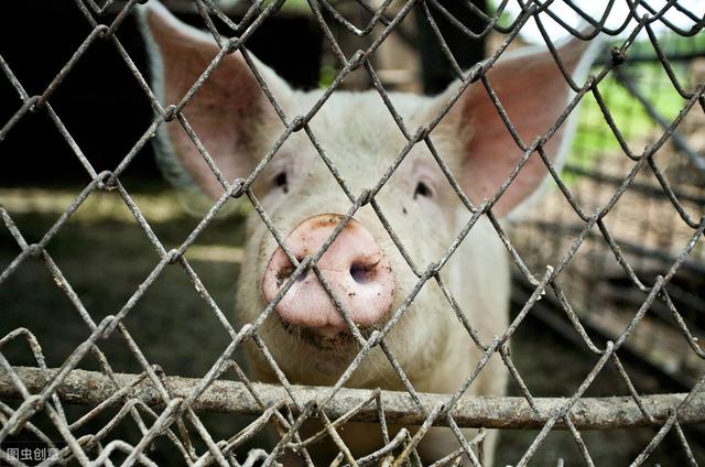 规范生猪调运，黑龙江等 8 省（区、市）建立分区防控联席会议制度