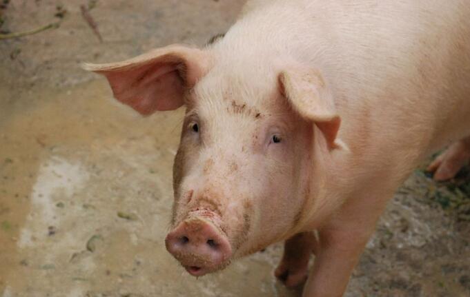 玉米豆粕减量工作取得新进展，可推动养猪成本降低！