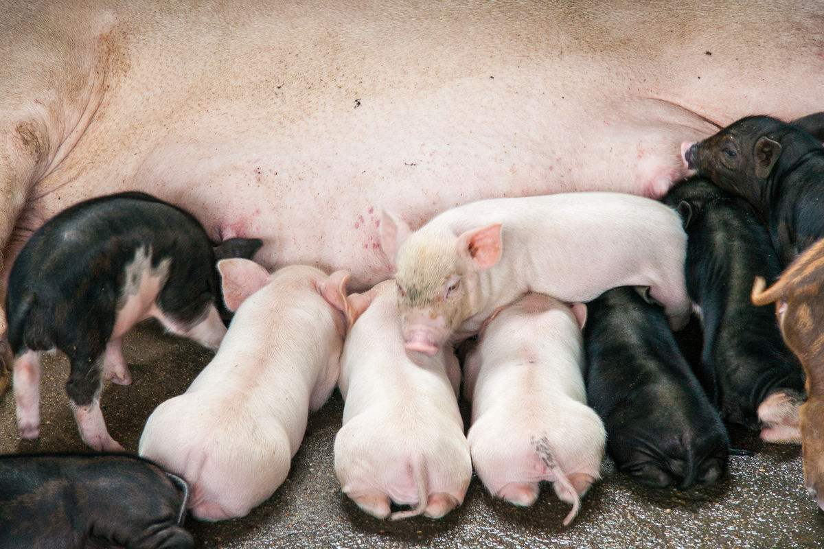 正邦科技：一季度提前淘汰35万头低效母猪，养殖完全成本每斤10.8元